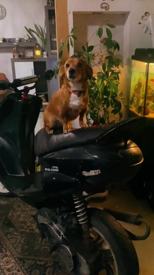 TikTok video thumbnail by xminismx2