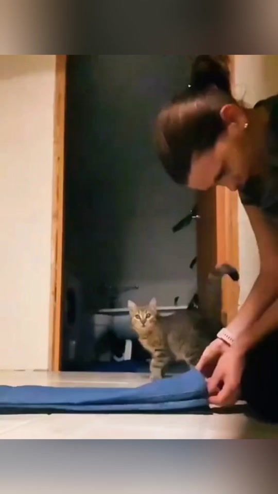 TikTok video thumbnail by funny.tiktok.cat64
