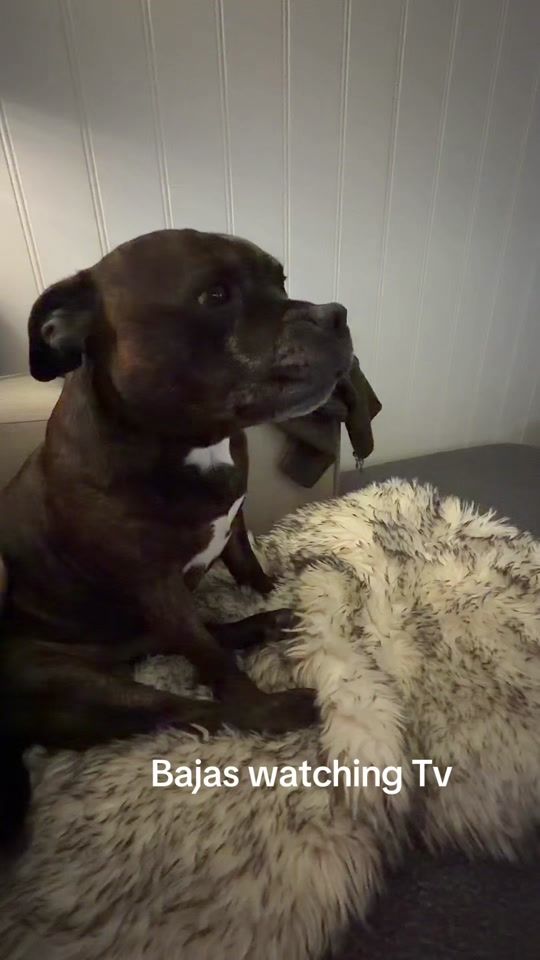 TikTok video thumbnail by papegoye