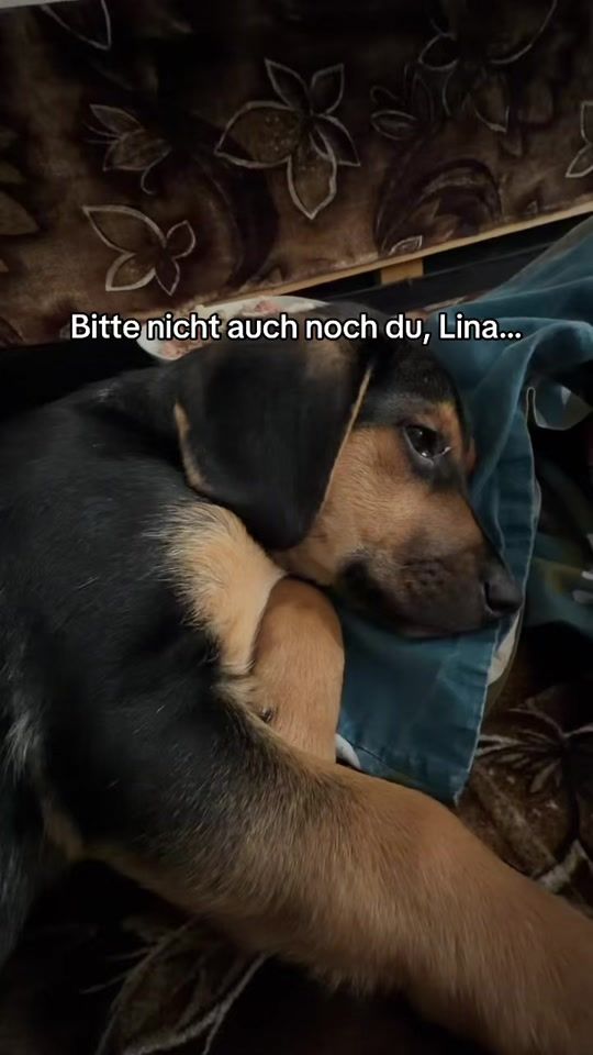 TikTok video thumbnail by natuerlichpatrik