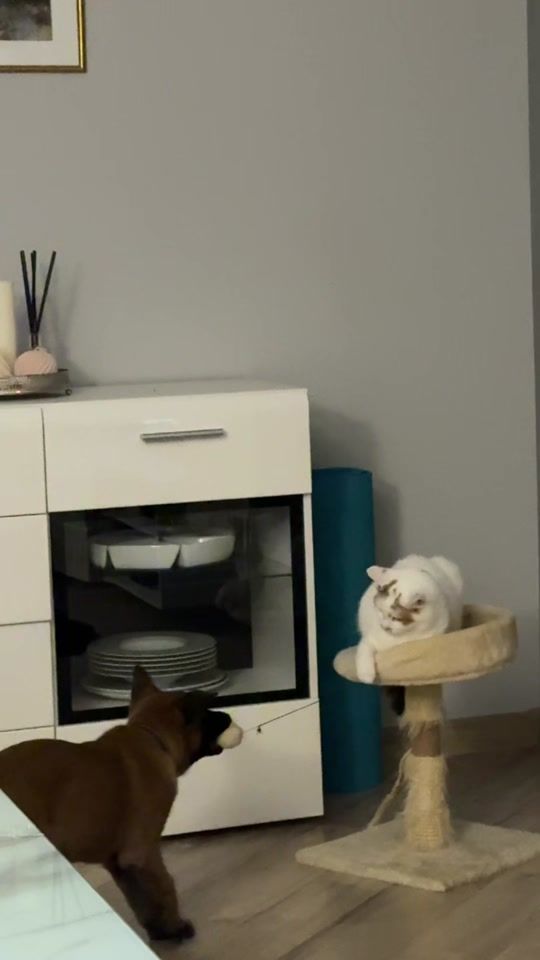 TikTok video thumbnail by modestas111