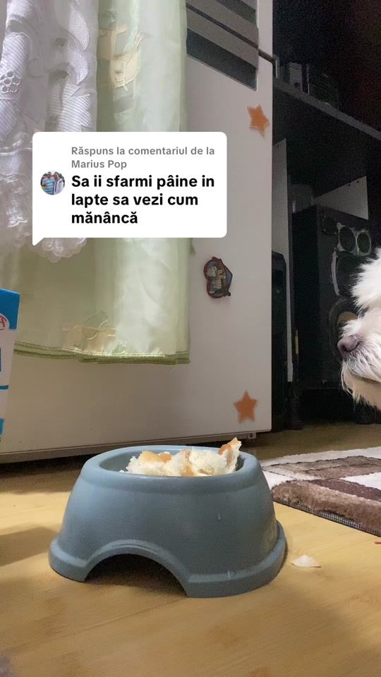 TikTok video thumbnail by bela.bison