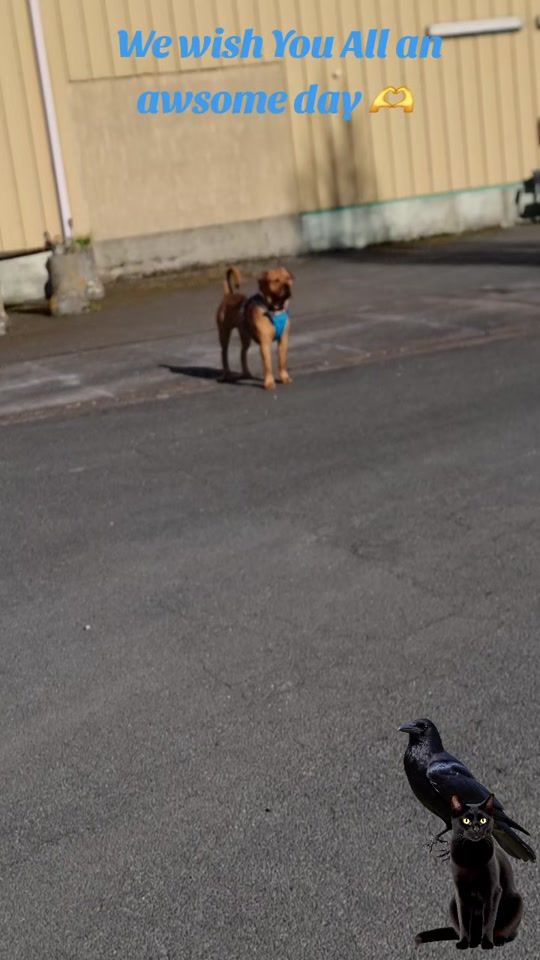 TikTok video thumbnail by darekrasmussen1