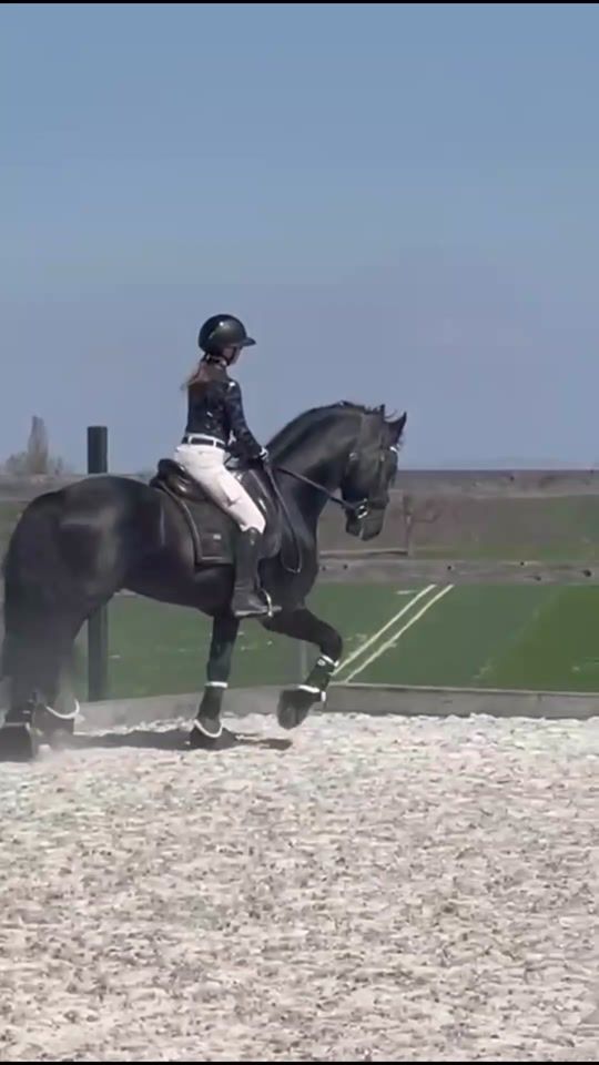 TikTok video thumbnail by tg.friesians