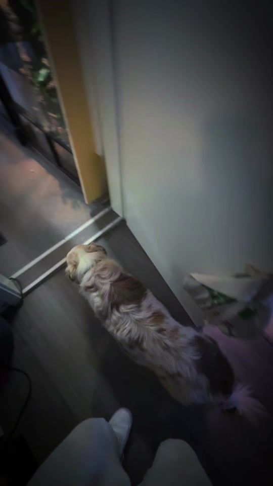 TikTok video thumbnail by exoticworld.eu