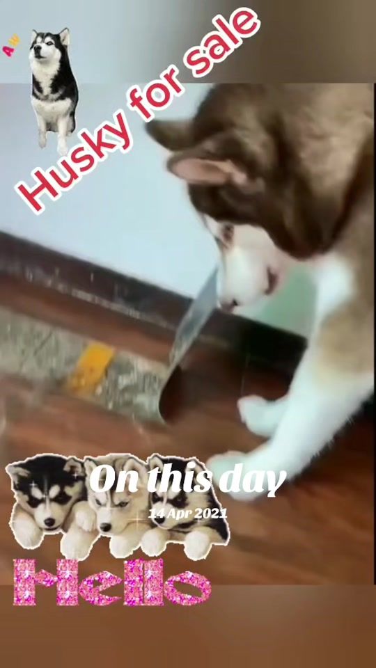 TikTok video thumbnail by cezarsarbu