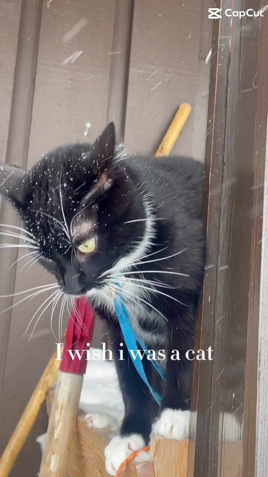 TikTok video thumbnail by pia_nat