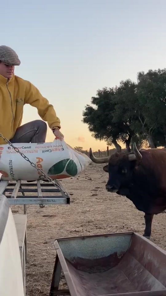 TikTok video thumbnail by toroext