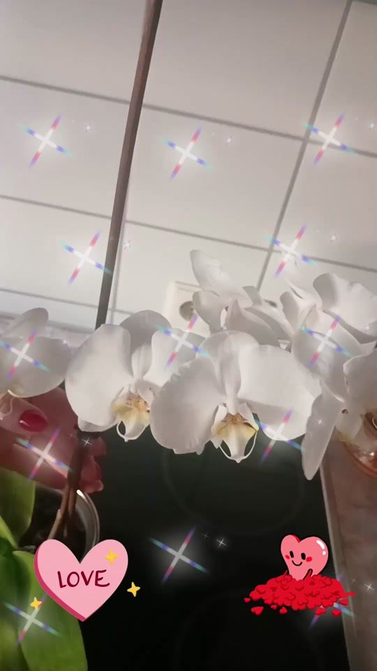 TikTok video thumbnail by soarelemeu2