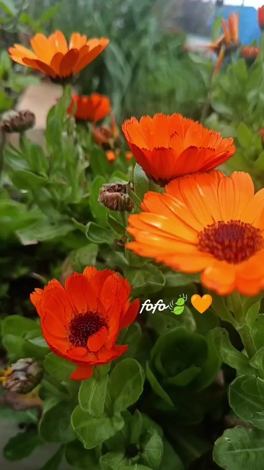 TikTok video thumbnail by fofo.fofo1927