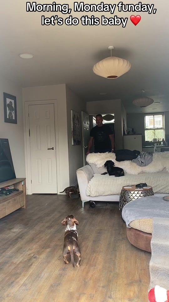 TikTok video thumbnail by dexter_dana_della_daisy