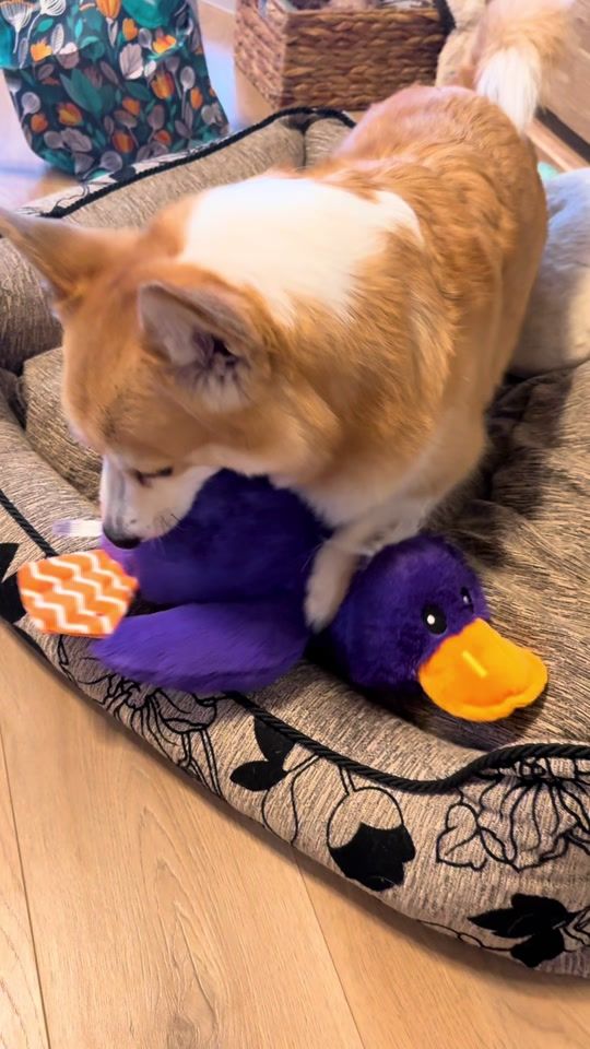 TikTok video thumbnail by dobbyjageidi