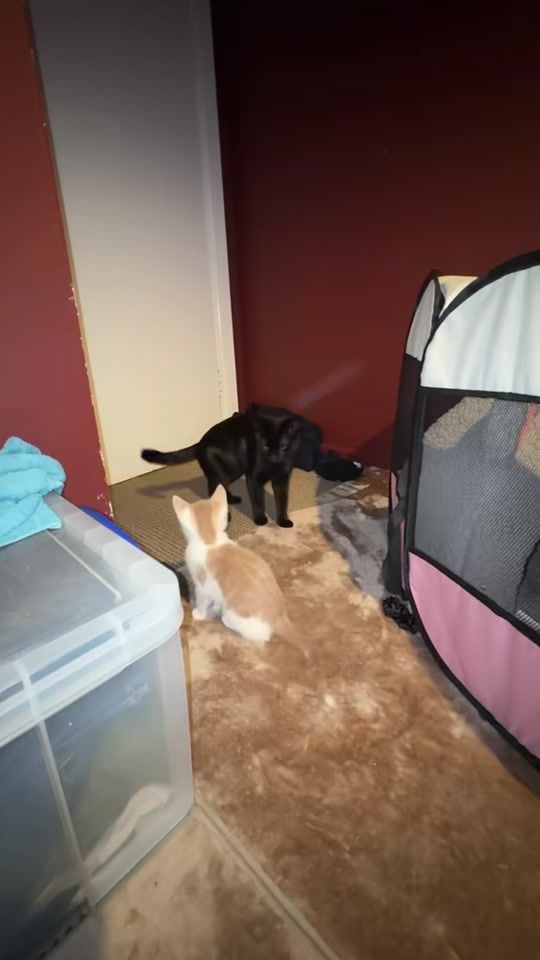 TikTok video thumbnail by omdkitties