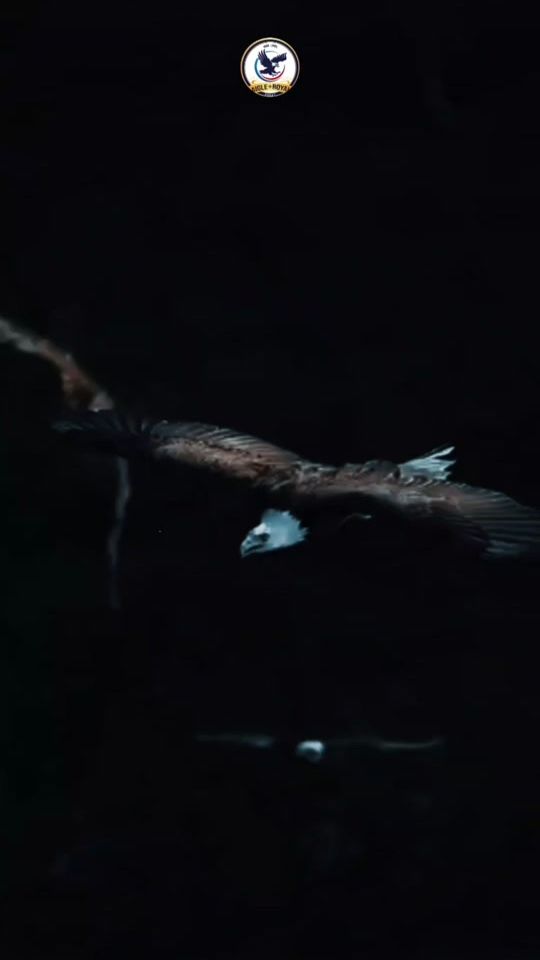 TikTok video thumbnail by aigle.royalee