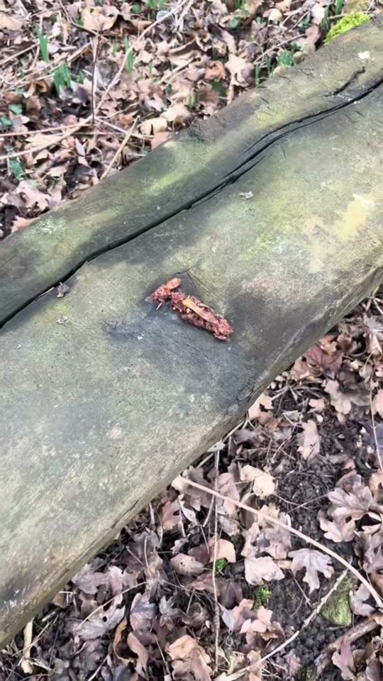 TikTok video thumbnail by micha_photonature