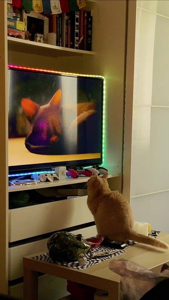 TikTok video thumbnail by eva_ursula