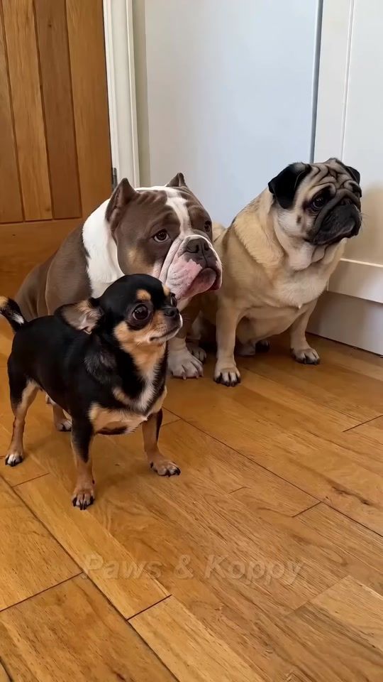 TikTok video thumbnail by bime_bm