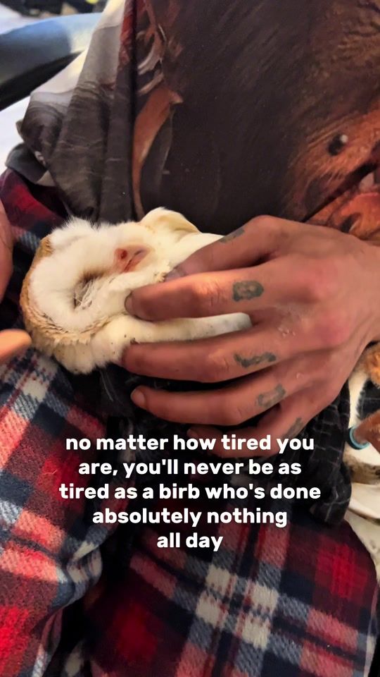 TikTok video thumbnail by aurorajorsini