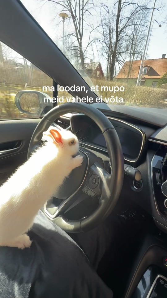 TikTok video thumbnail by auklik_