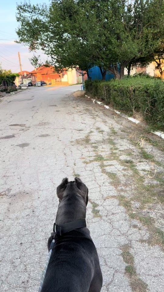 TikTok video thumbnail by diyan.stoyanov12
