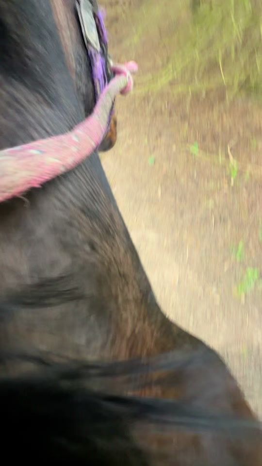 TikTok video thumbnail by libbypartridge.equine