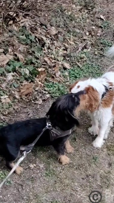 TikTok video thumbnail by dutschfrank