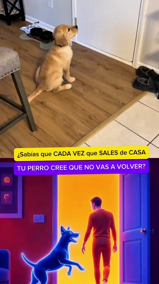 TikTok video thumbnail by amomiretriever