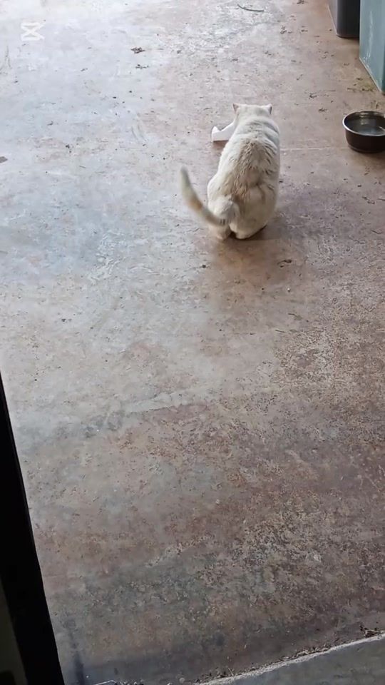 TikTok video thumbnail by tommarcantonio
