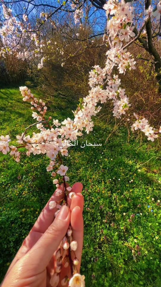 TikTok video thumbnail by noha.224