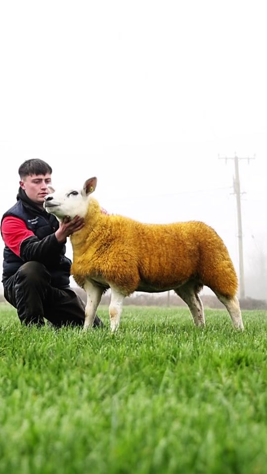 TikTok video thumbnail by agrishowclips