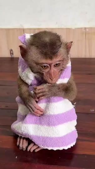 TikTok video thumbnail by mr.monkey.eng