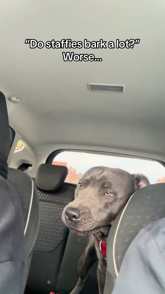 TikTok video thumbnail by winnie.blueberry_