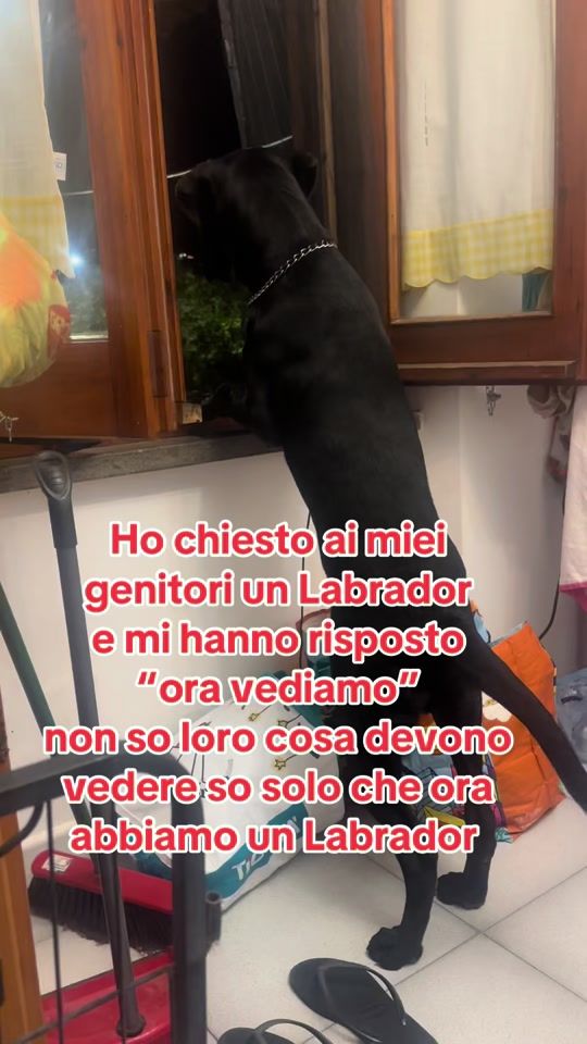 TikTok video thumbnail by rivkadiportooo