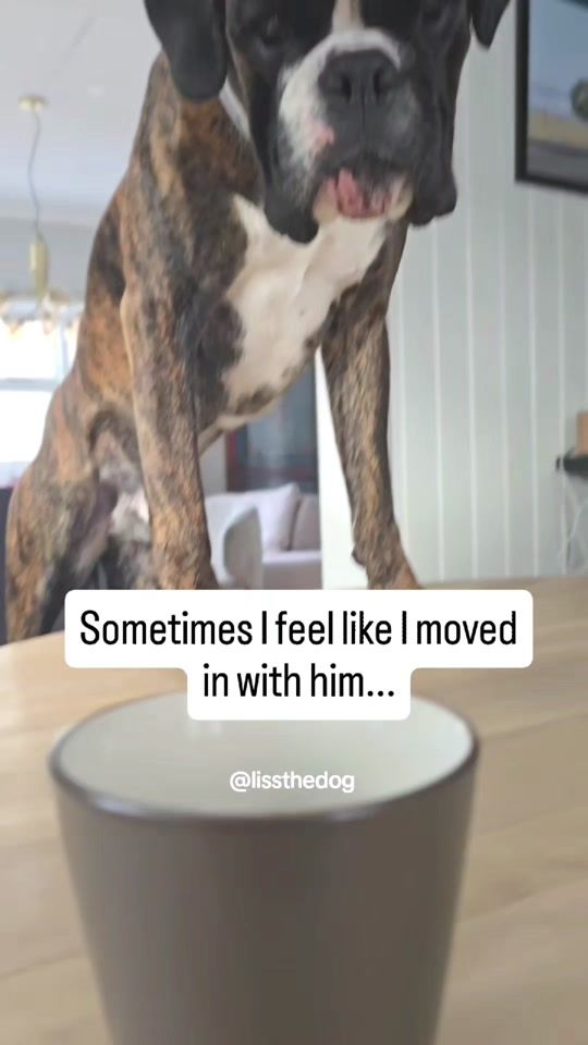 TikTok video thumbnail by lissthedog