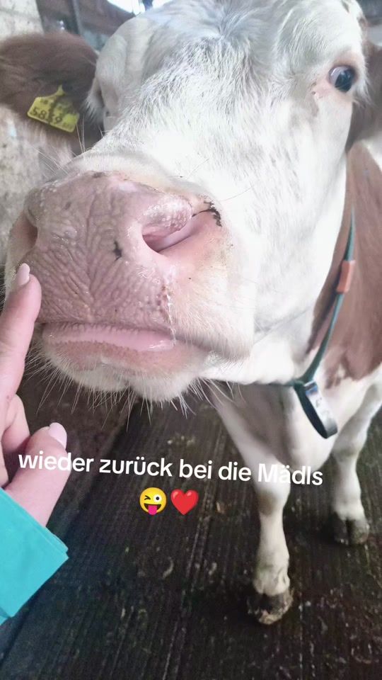 TikTok video thumbnail by _cabeli_