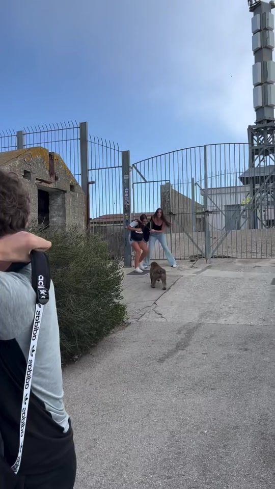TikTok video thumbnail by muuyfuerte