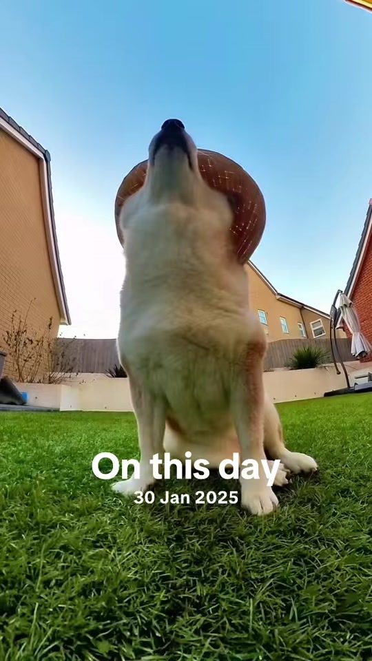 TikTok video thumbnail by eevee.bork