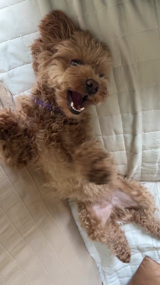 TikTok video thumbnail by mileymaltipoo