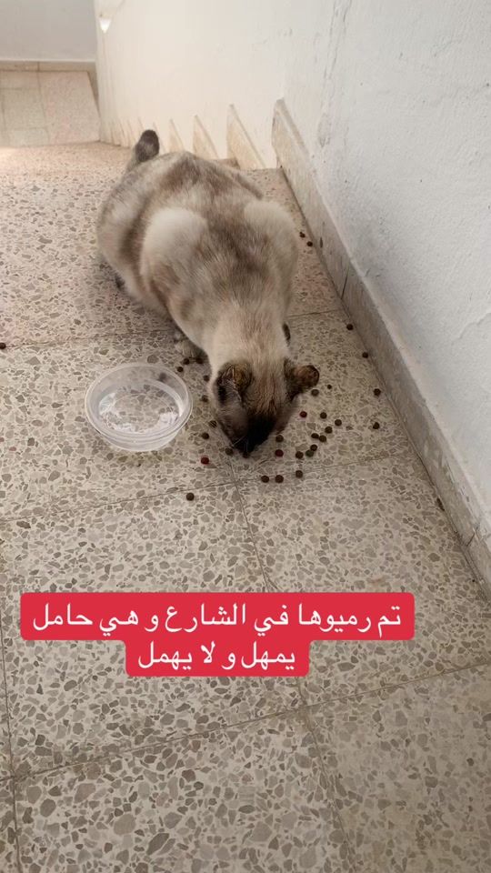 TikTok video thumbnail by animalsgood