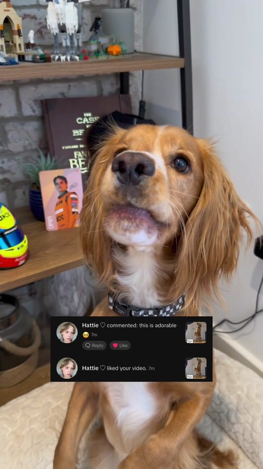 TikTok video thumbnail by brendonblake_