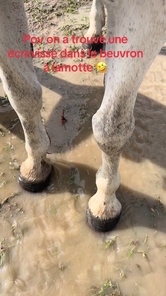 TikTok video thumbnail by eloane.et.cochiz