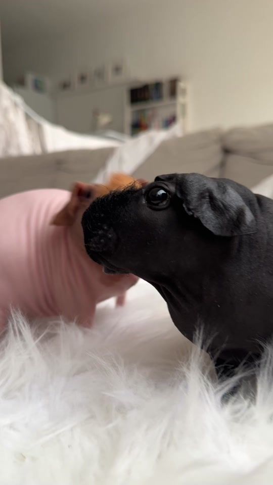 TikTok video thumbnail by xenaadora