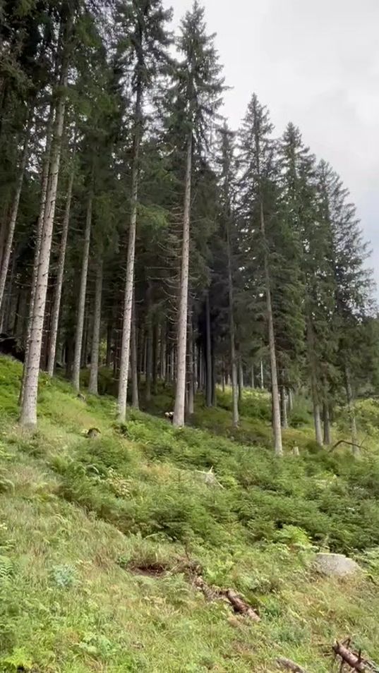 TikTok video thumbnail by johannsteindl