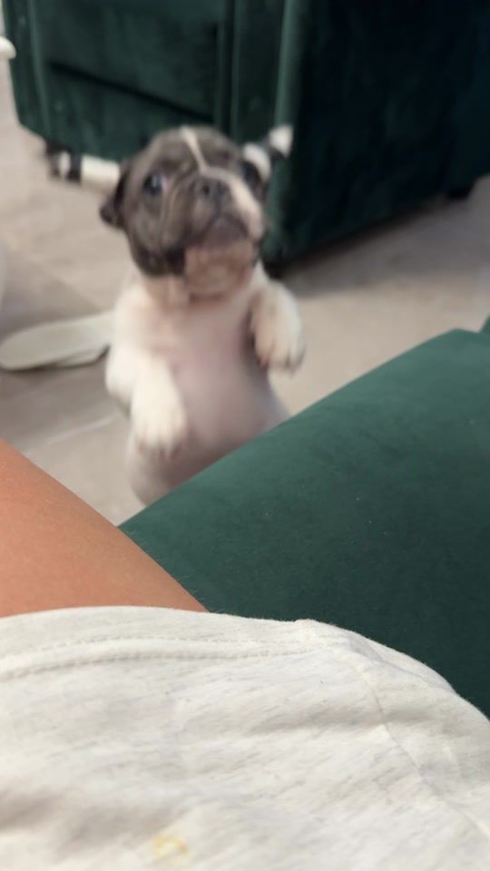 TikTok video thumbnail by dariacuflic