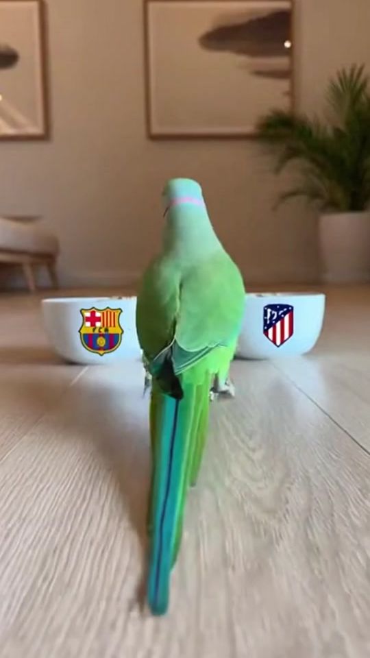 TikTok video thumbnail by alsati02