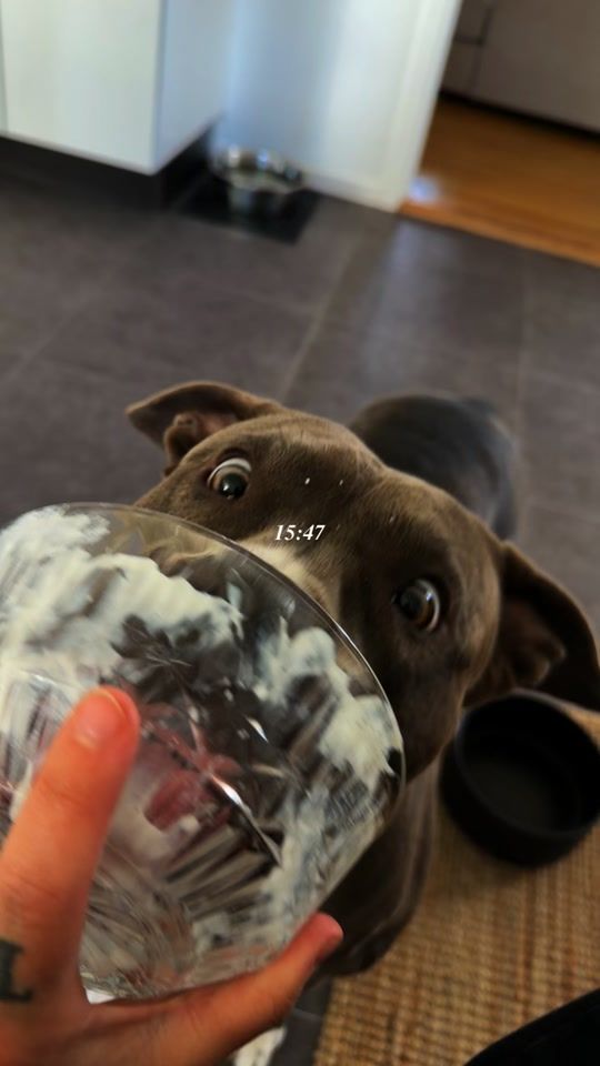 TikTok video thumbnail by sofieferlin