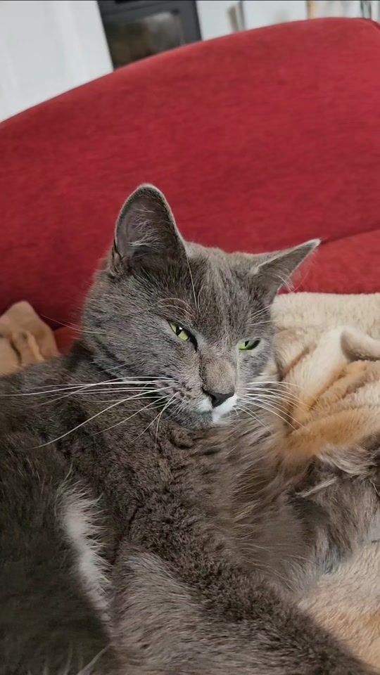 TikTok video thumbnail by kattenmilo22