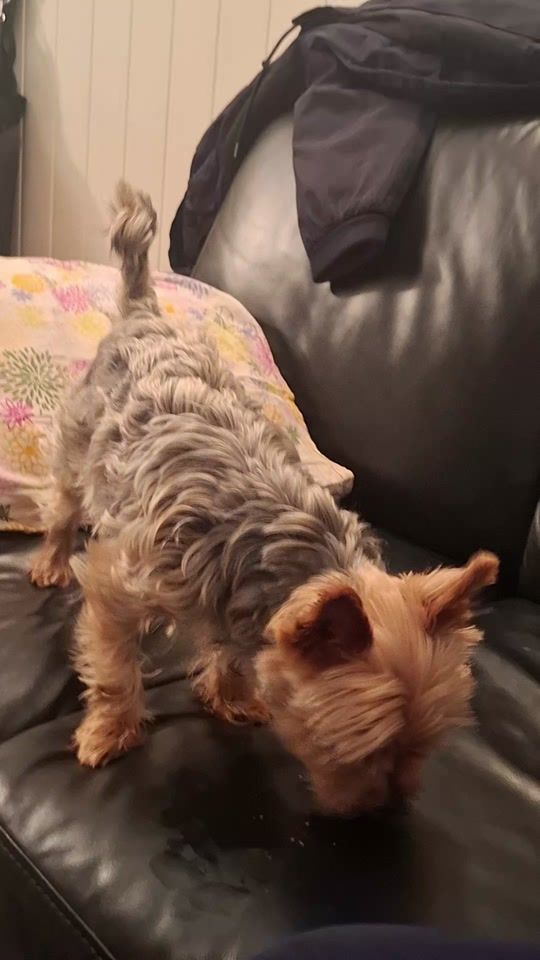 TikTok video thumbnail by nadi1455