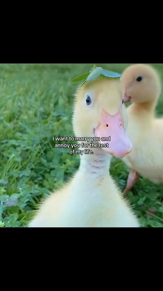 TikTok video thumbnail by therelatablecentre