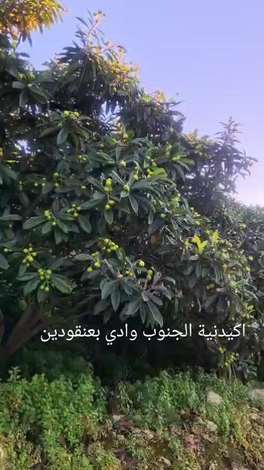 TikTok video thumbnail by monajarrouj